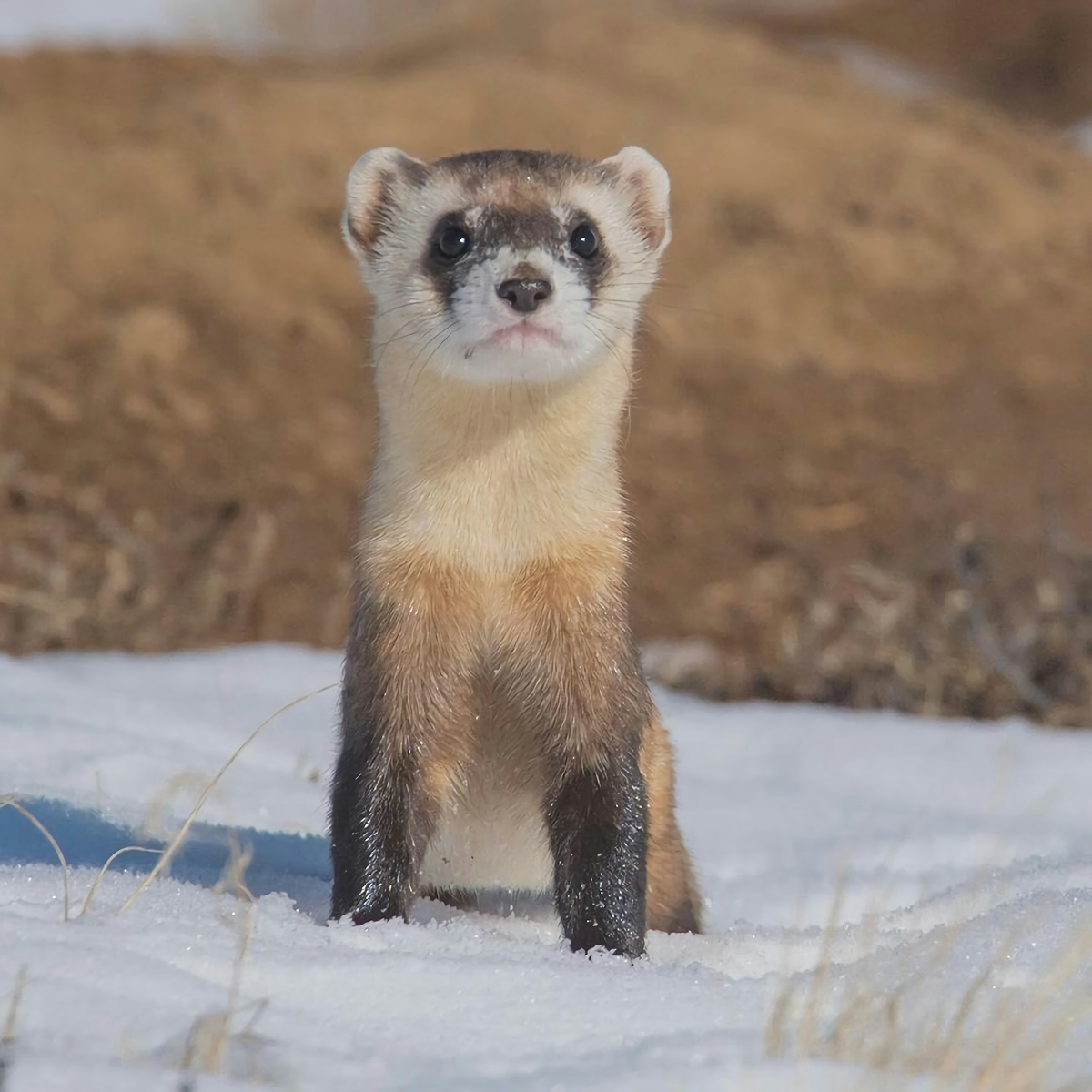 Ferret